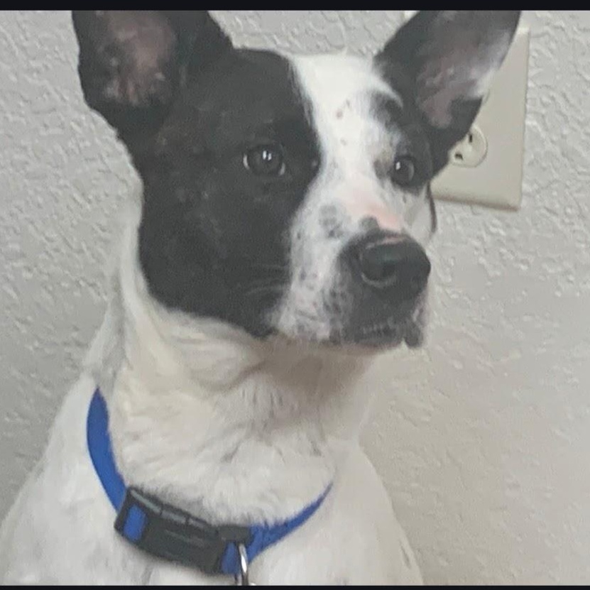 CHARLOTTE, an adopted mixed breed in Lake City, MN image 1/6