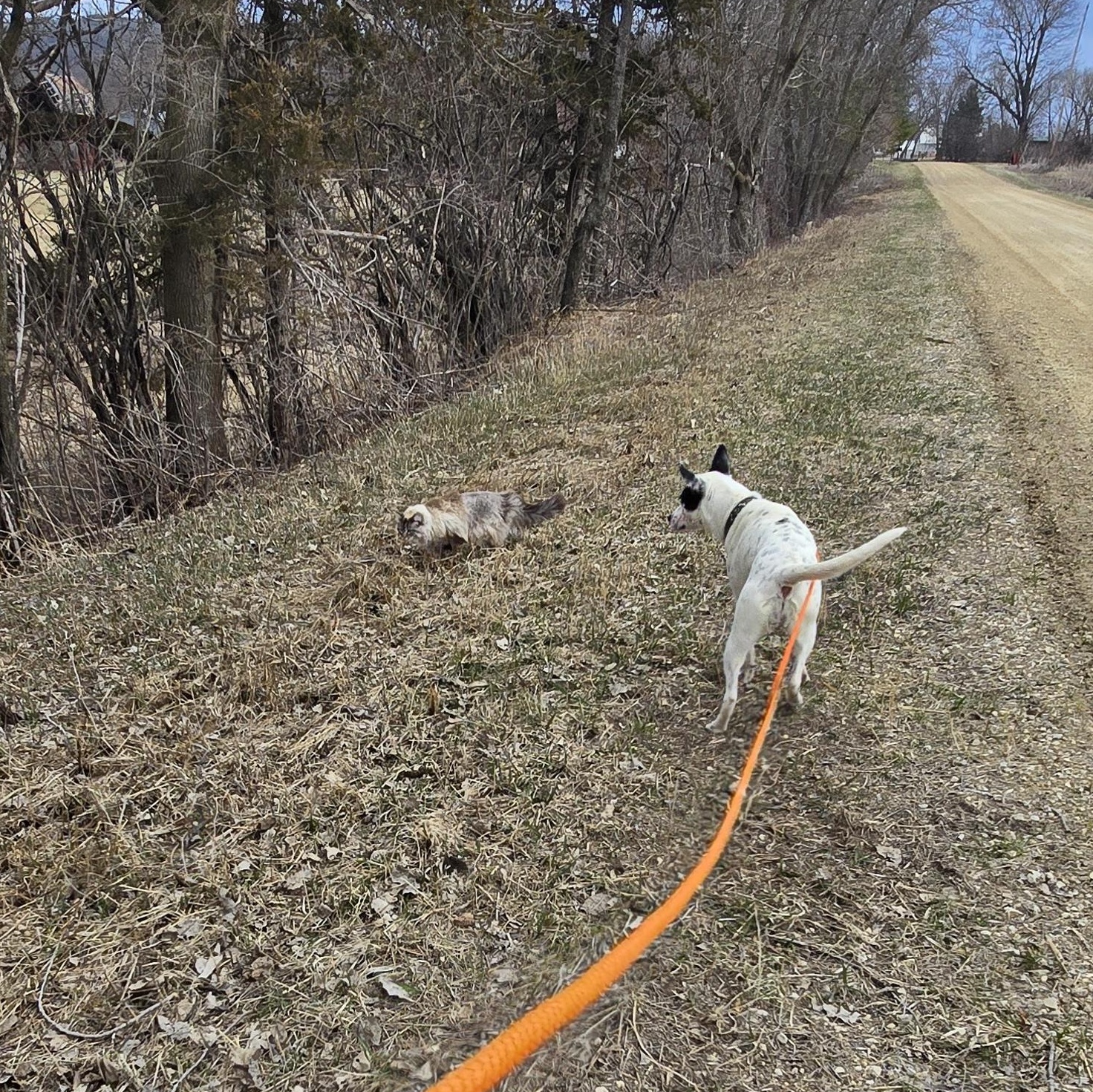 CHARLOTTE, an adopted mixed breed in Lake City, MN image 4/6