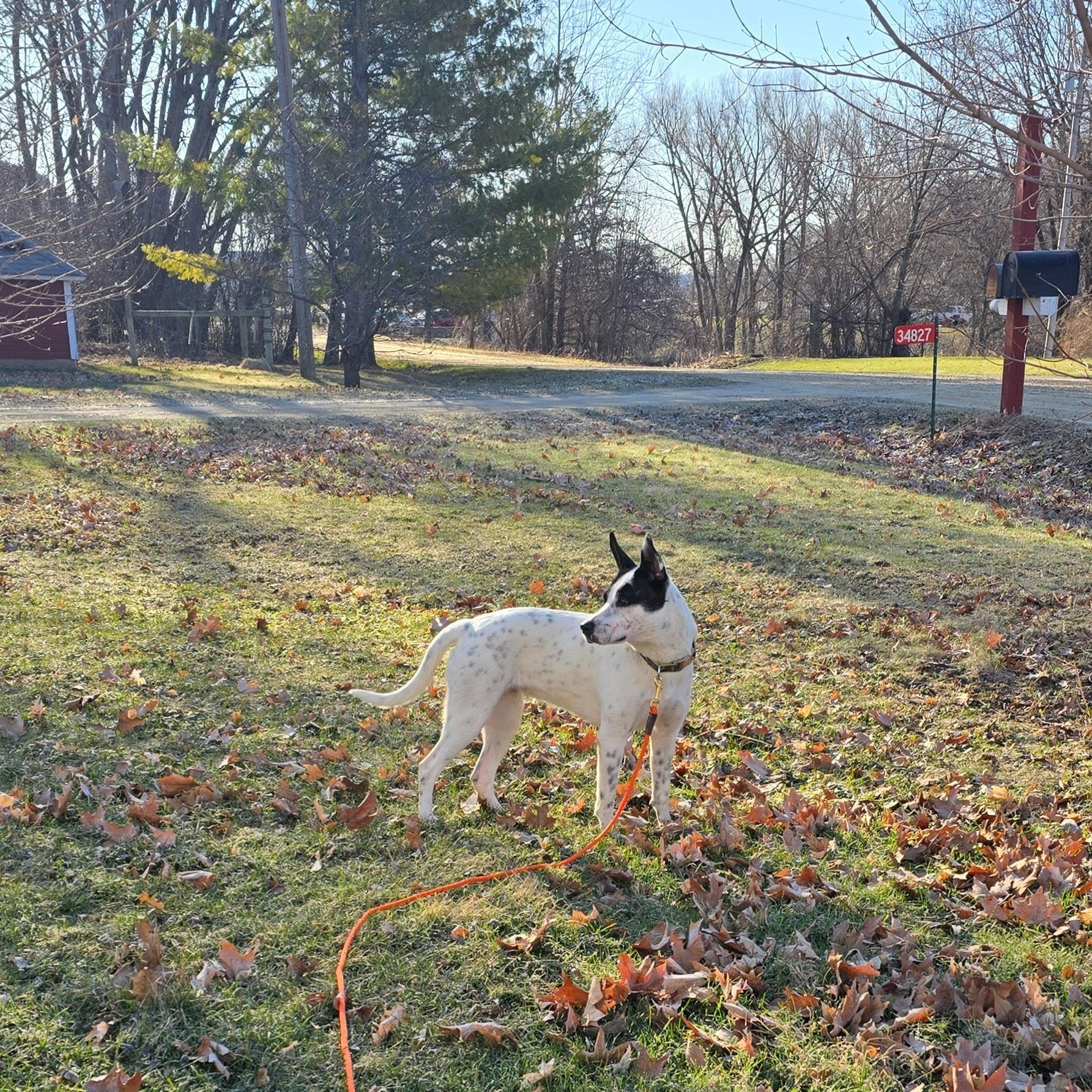 CHARLOTTE, an adopted mixed breed in Lake City, MN image 2/6