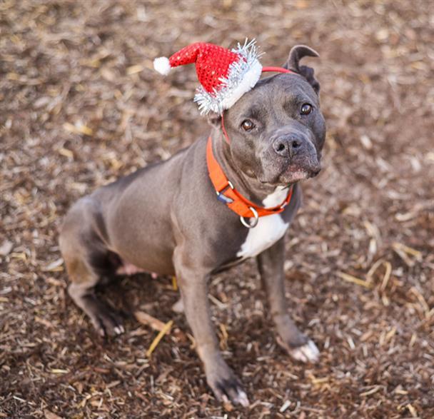 DIXIE, Adoptable, Adult Female Pit Bull Terrier.