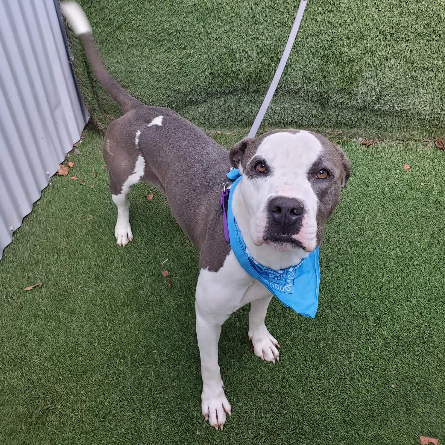 Felix — thumbnail 5