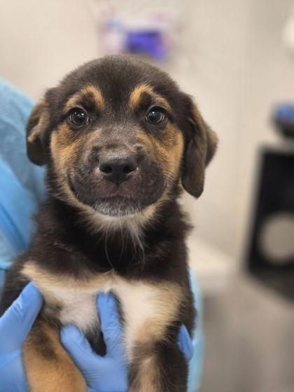 Enlarge Woolipop, an adopted mixed breed in Fresno, CA image 1/2