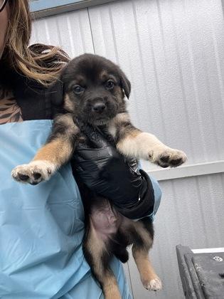 Enlarge Woolipop, an adopted mixed breed in Fresno, CA image 2/2