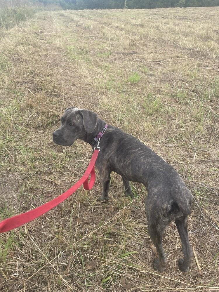 Candy, Adoptable, Puppy Female Cane Corso.