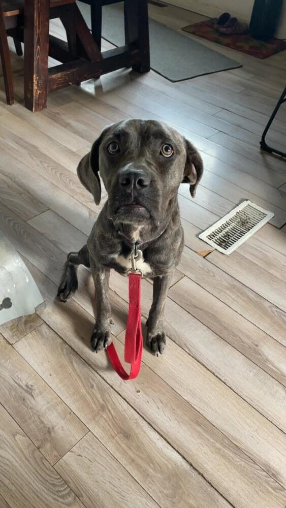 Enlarge Candy, a Adoptable Cane Corso in Oswego, IL image 2/5