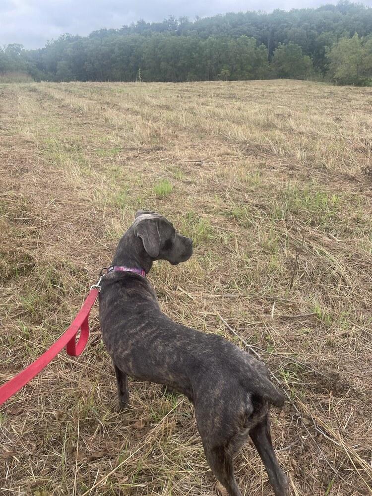 Enlarge Candy, a Adoptable Cane Corso in Oswego, IL image 3/5