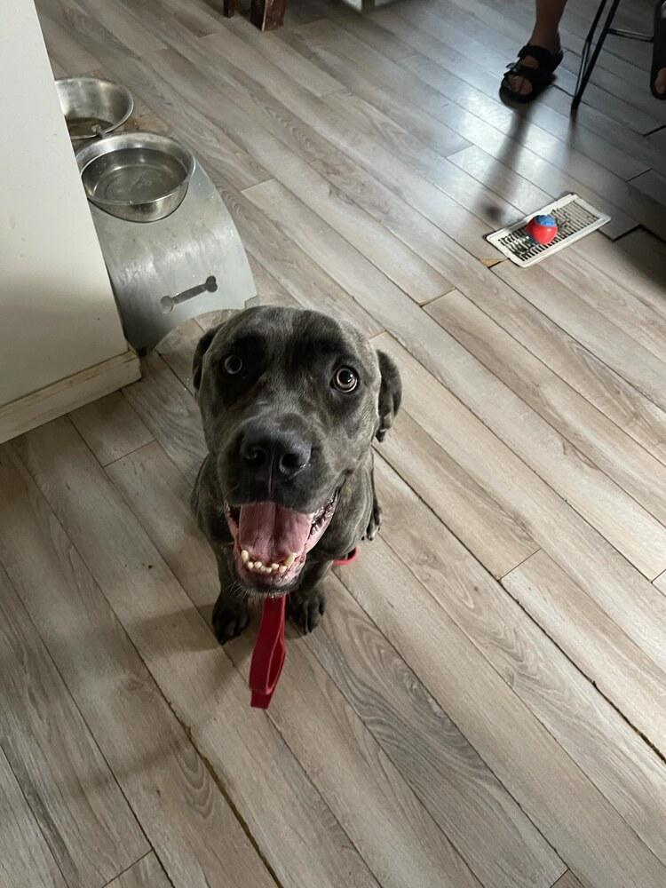 Enlarge Candy, a Adoptable Cane Corso in Oswego, IL image 4/5