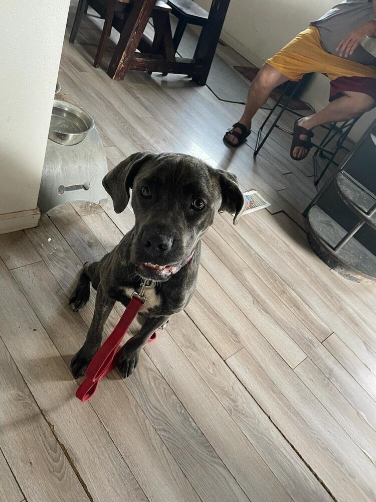 Enlarge Candy, a Adoptable Cane Corso in Oswego, IL image 5/5