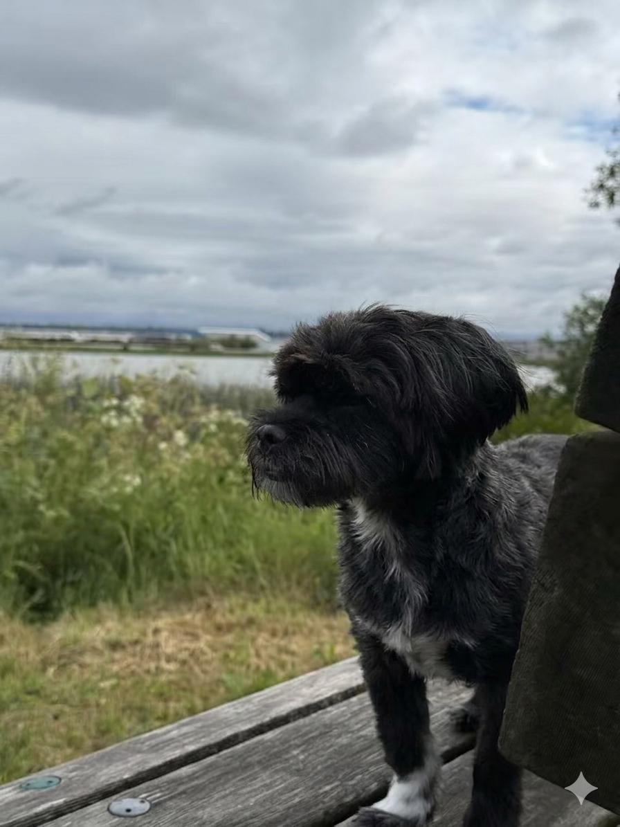Luna, an adopted mixed breed in West Vancouver, BC image 5/6