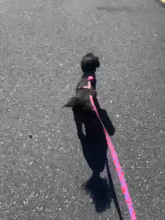 Enlarge Luna, an adopted mixed breed in  West Vancouver, BC video 6/6