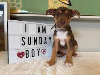 Sunday - Miranda Pup, Adoptable, Puppy Male Terrier.