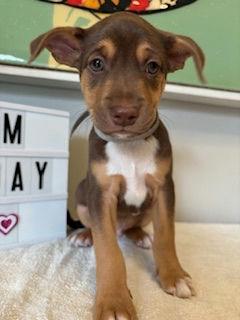 Enlarge Sunday - Miranda Pup, a Adoptable mixed breed in Los Angeles, CA image 3/3