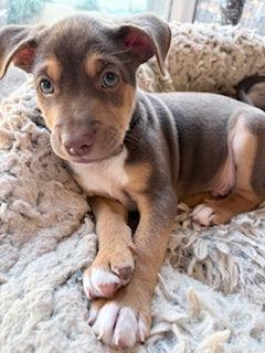 Enlarge Sunday - Miranda Pup, a Adoptable mixed breed in Los Angeles, CA image 2/3