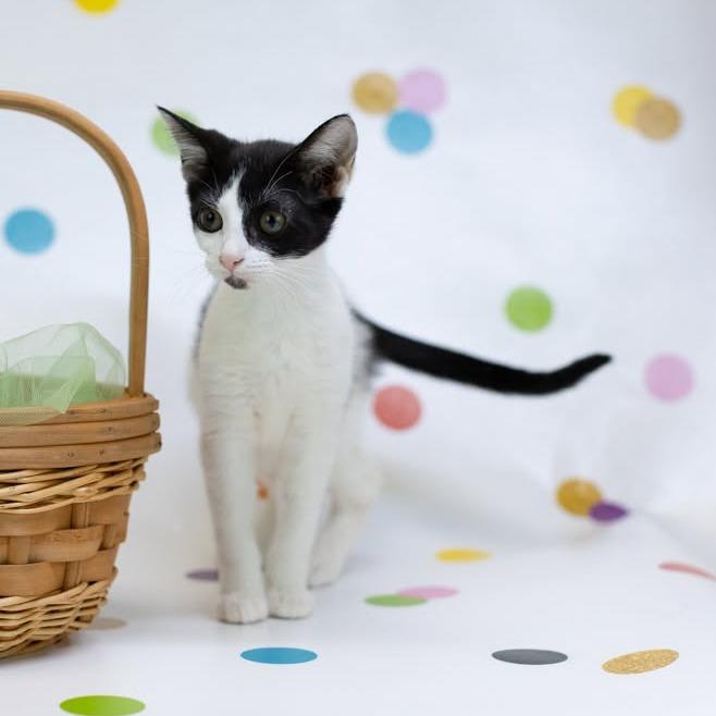 Carousel-C, Adoptable, Young Female Domestic Short Hair.