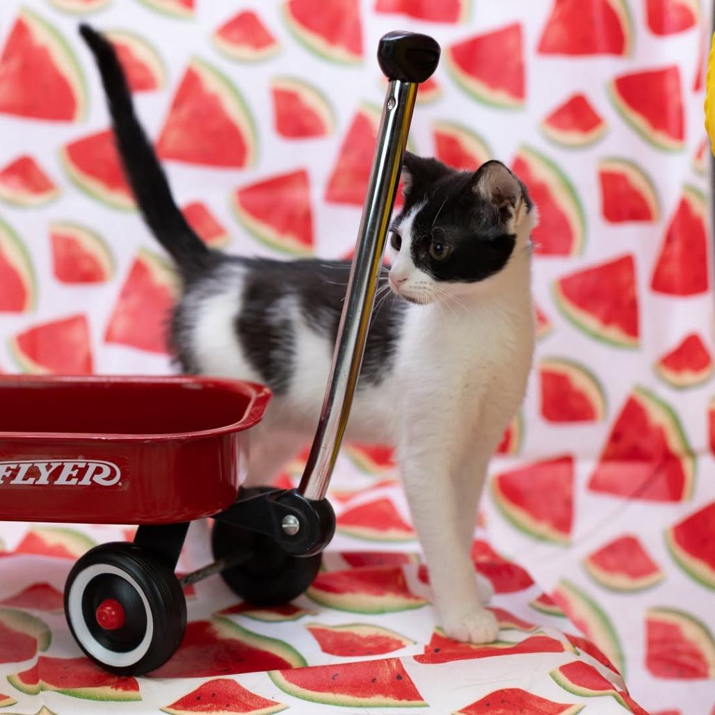 Enlarge Carousel-C, a Adoptable Domestic Short Hair in East Saint Louis, IL image 2/6