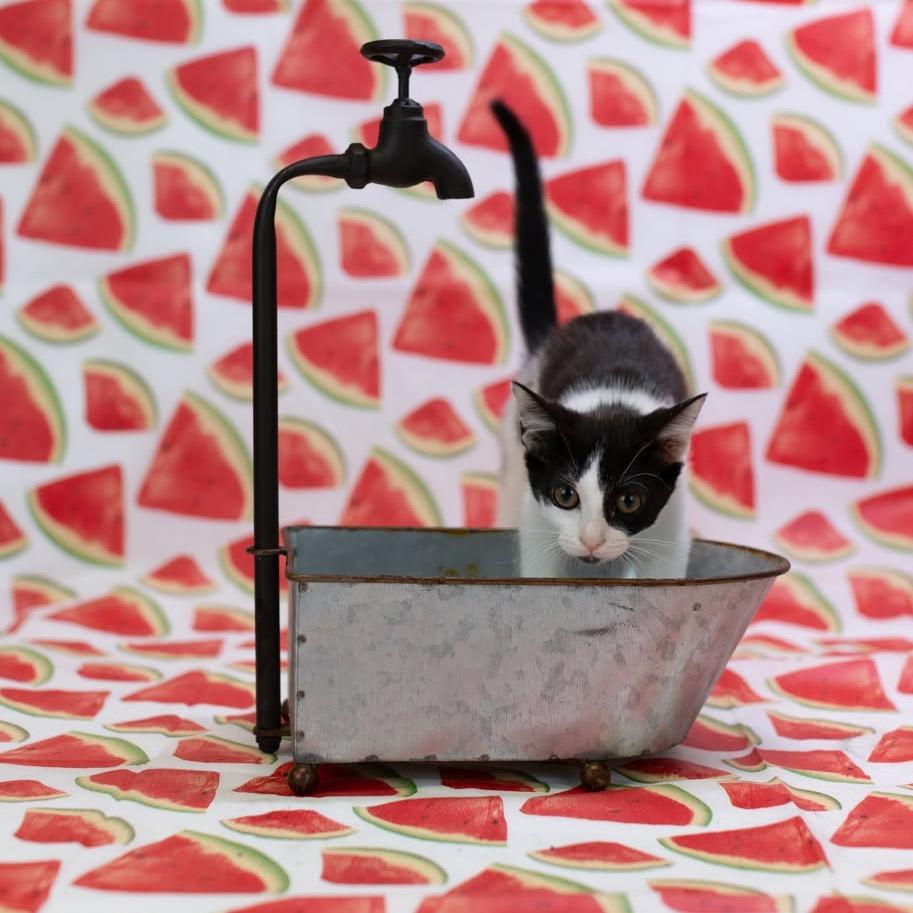 Enlarge Carousel-C, a Adoptable Domestic Short Hair in East Saint Louis, IL image 3/6
