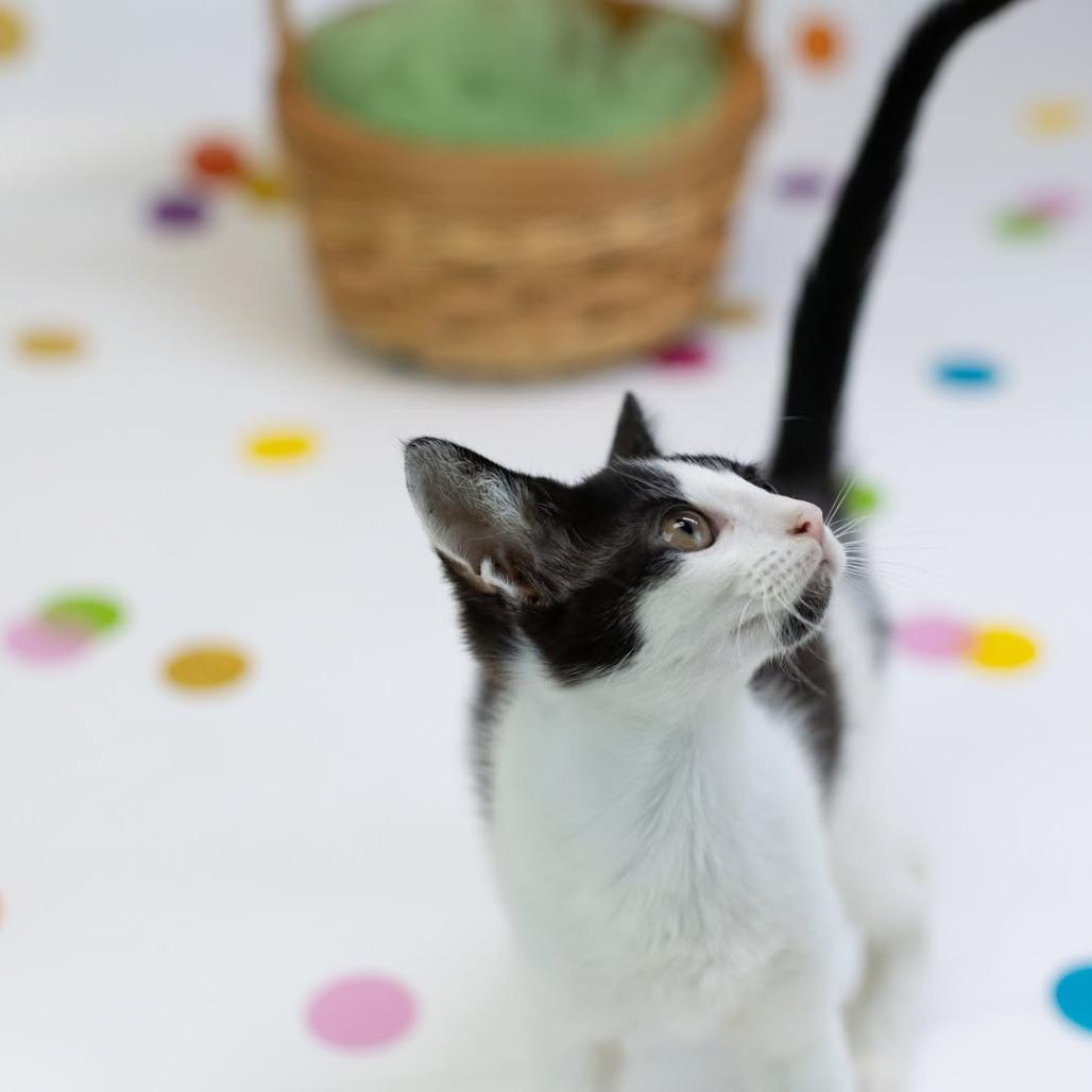 Enlarge Carousel-C, a Adoptable Domestic Short Hair in East Saint Louis, IL image 5/6