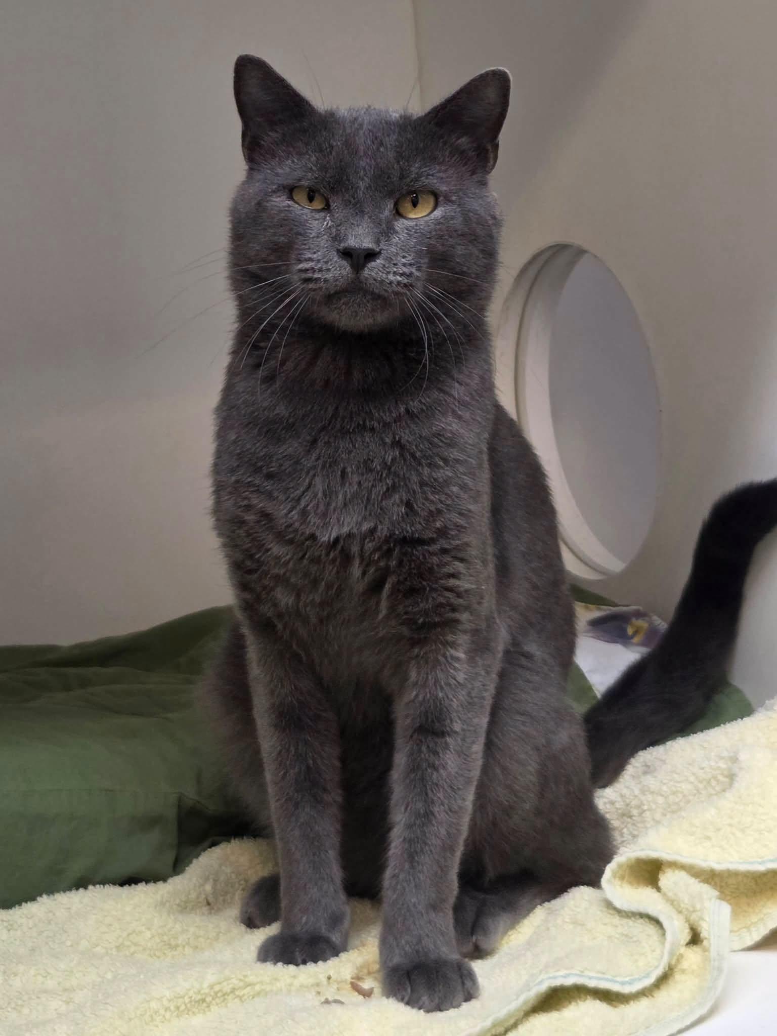 Enlarge Barnabas, a Adopted Domestic Short Hair in Bloomfield, NJ image 1/5