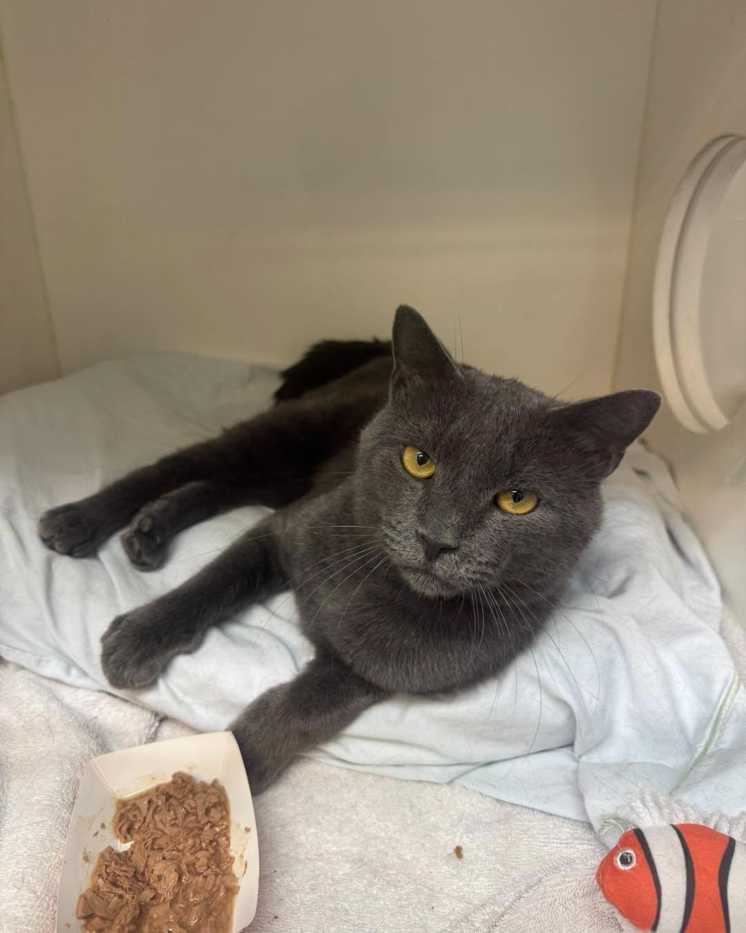 Enlarge Barnabas, a Adopted Domestic Short Hair in Bloomfield, NJ image 3/5