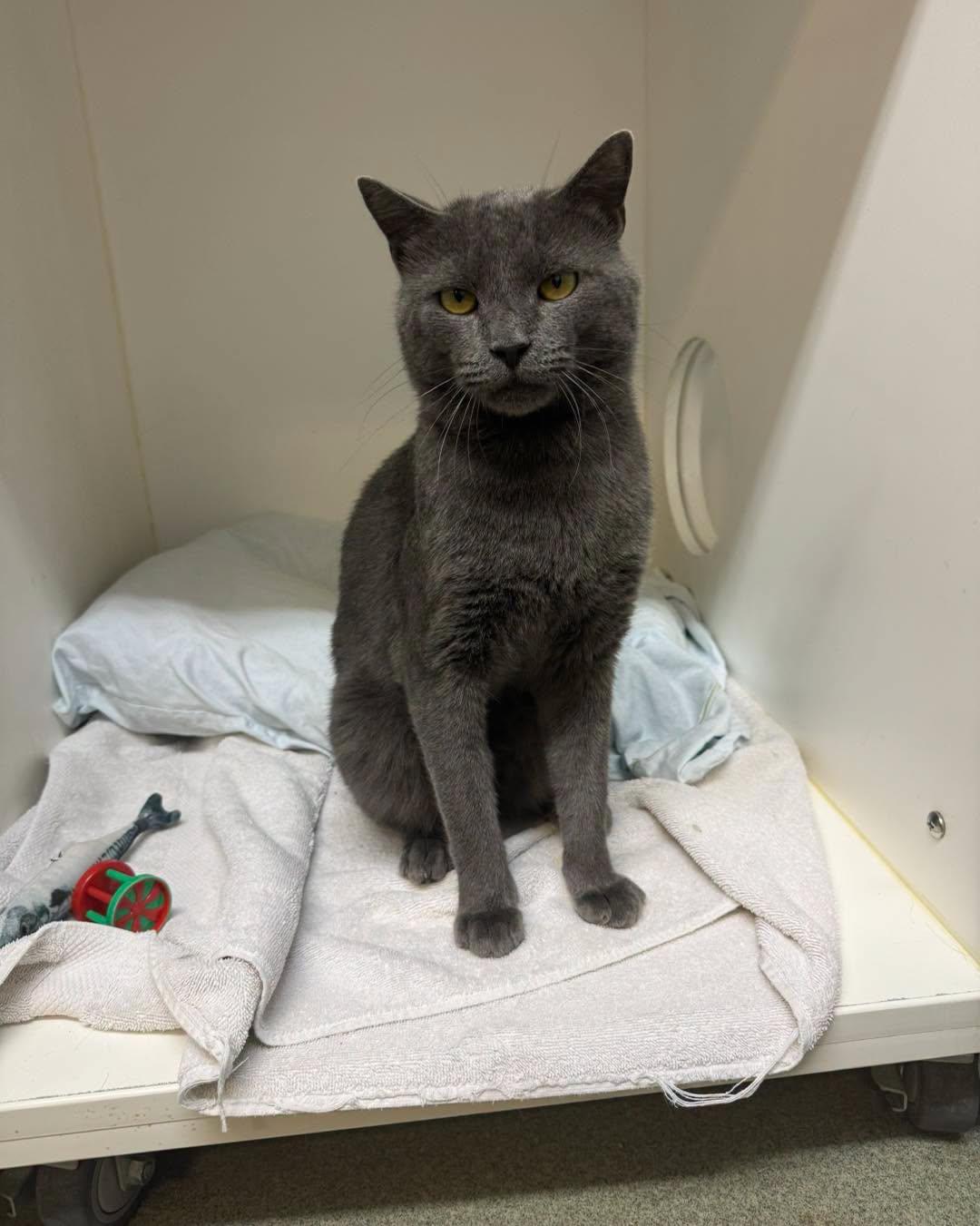 Enlarge Barnabas, a Adopted Domestic Short Hair in Bloomfield, NJ image 4/5