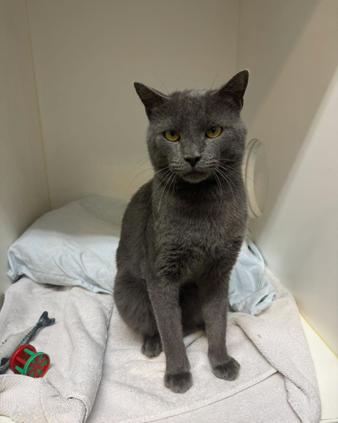 Enlarge Barnabas, a Adopted Domestic Short Hair in Bloomfield, NJ image 2/5