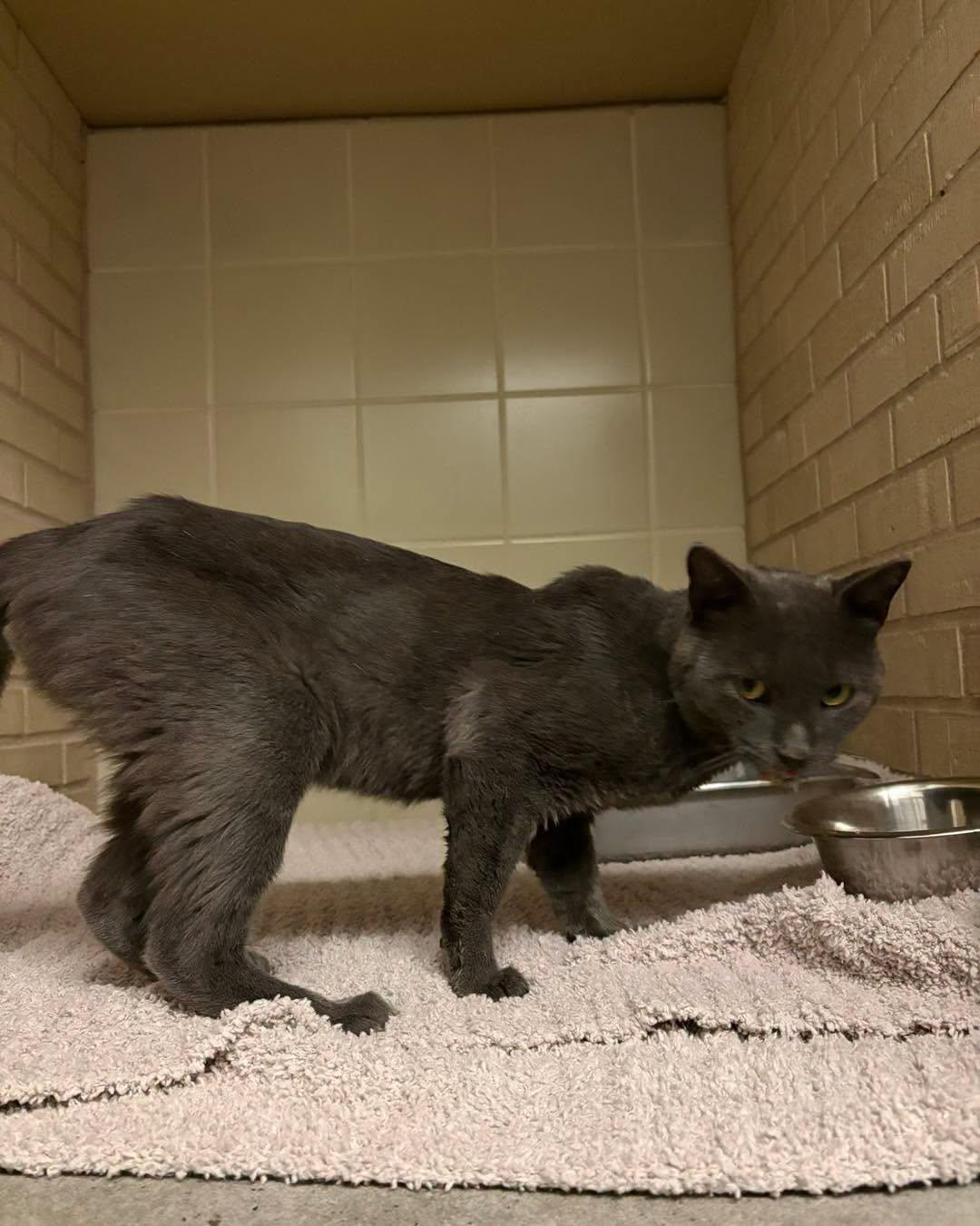 Enlarge Barnabas, a Adopted Domestic Short Hair in Bloomfield, NJ image 5/5