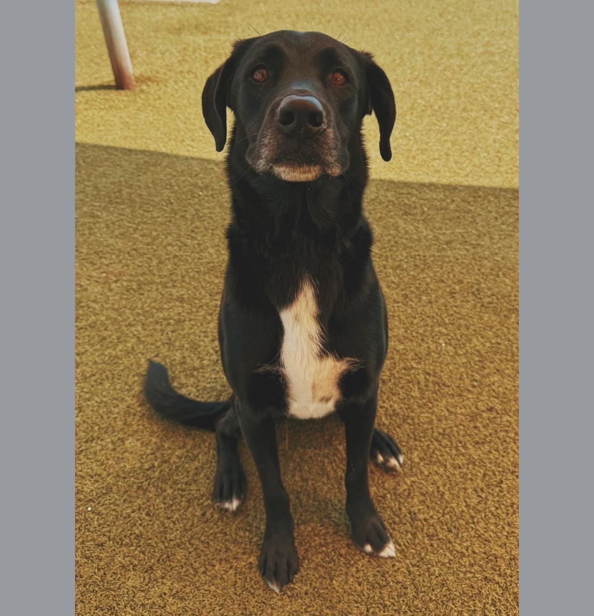 Enlarge Benji, a Adoptable mixed breed in Hays, KS image 1/4