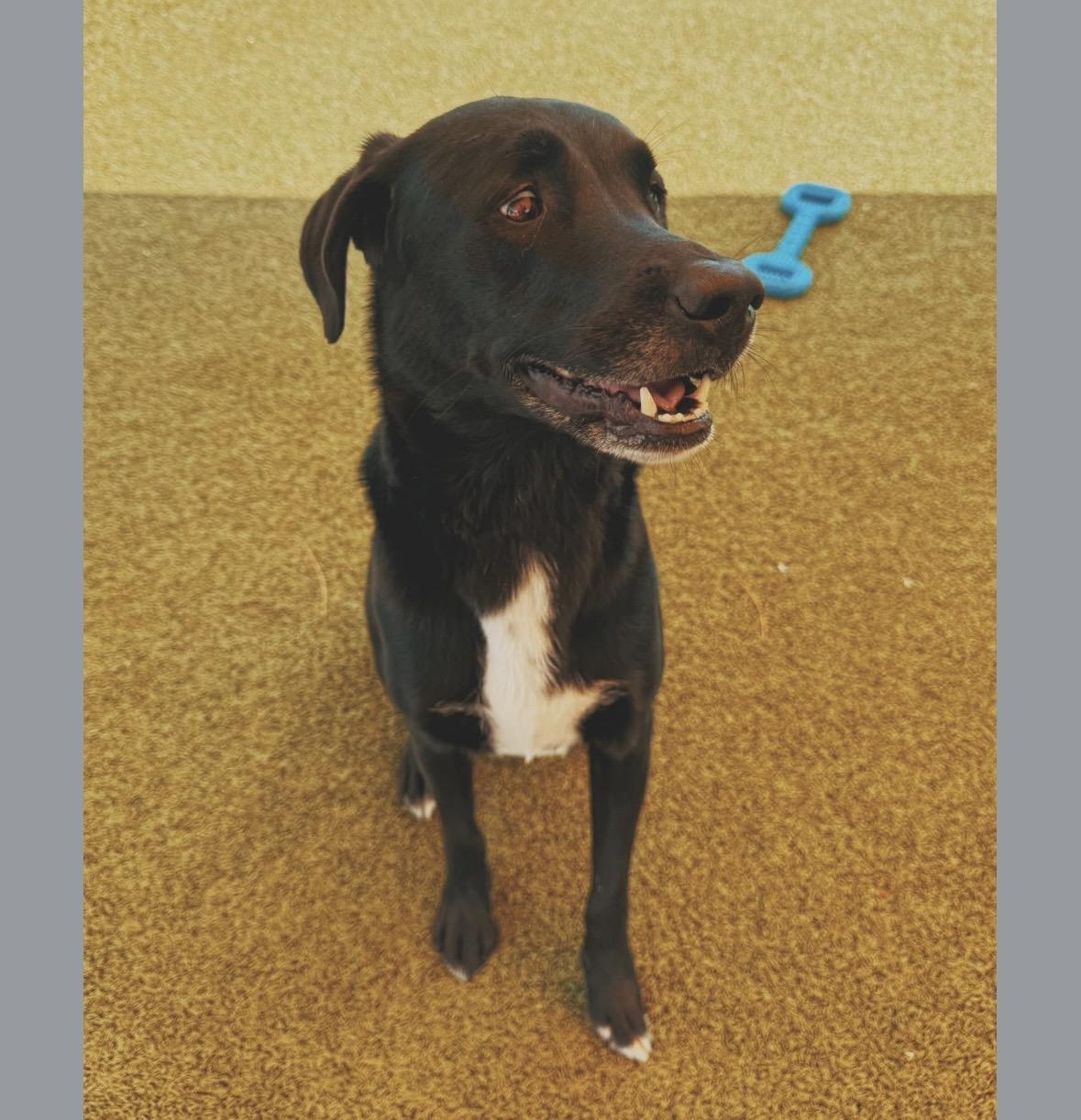 Enlarge Benji, a Adoptable mixed breed in Hays, KS image 3/4