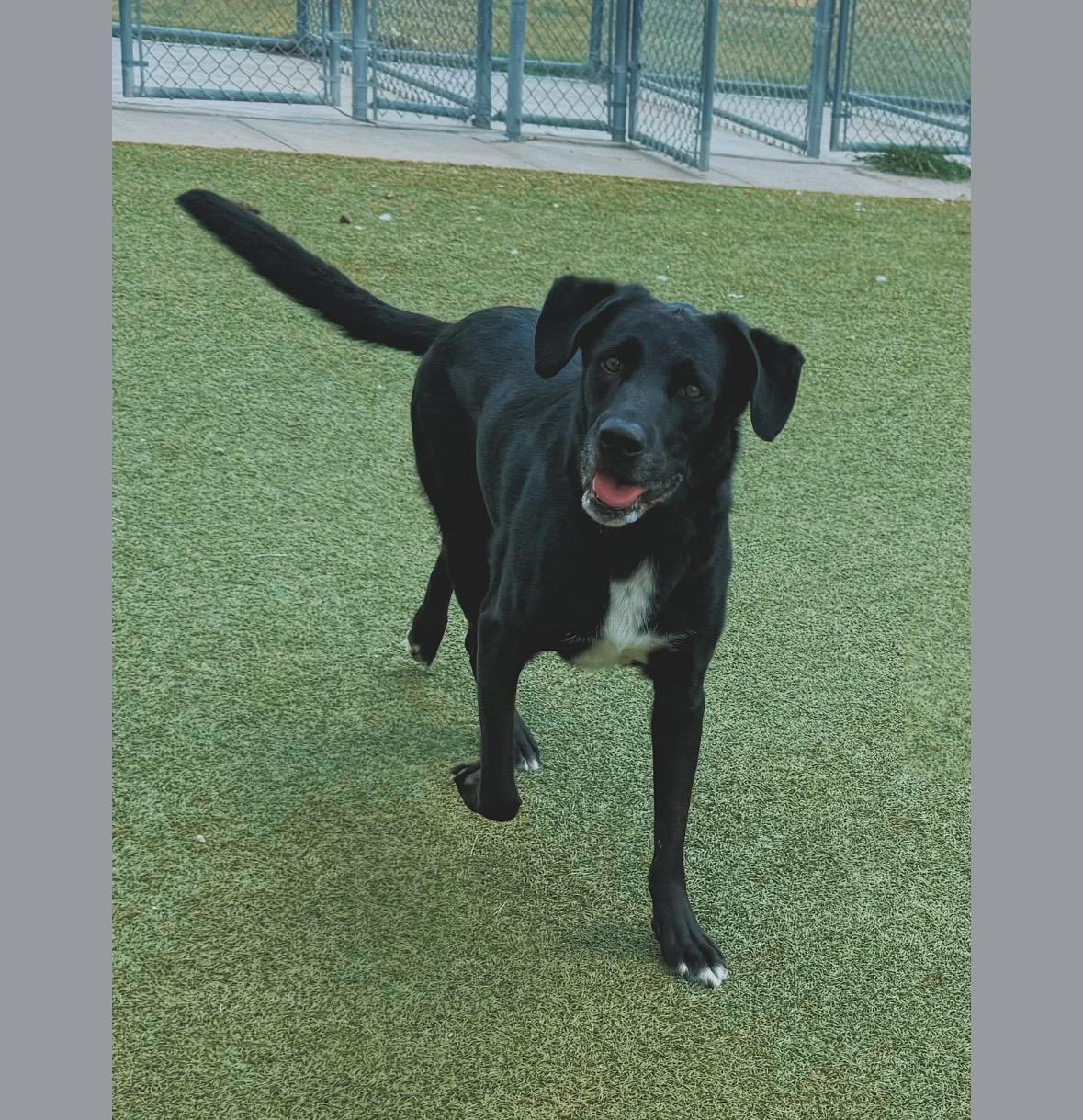 Enlarge Benji, a Adoptable mixed breed in Hays, KS image 4/4