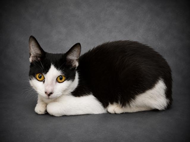 MITTENS, Adoptable, Young Female Domestic Short Hair.