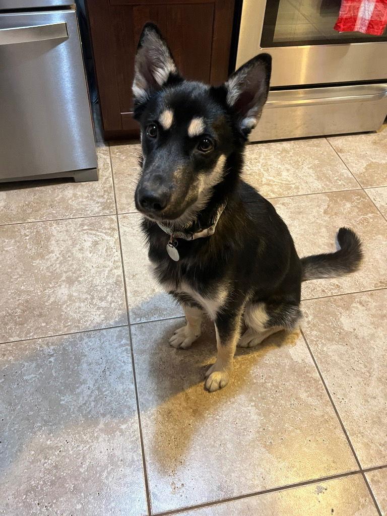 Reagan, Adoptable, Young Female German Shepherd Dog.