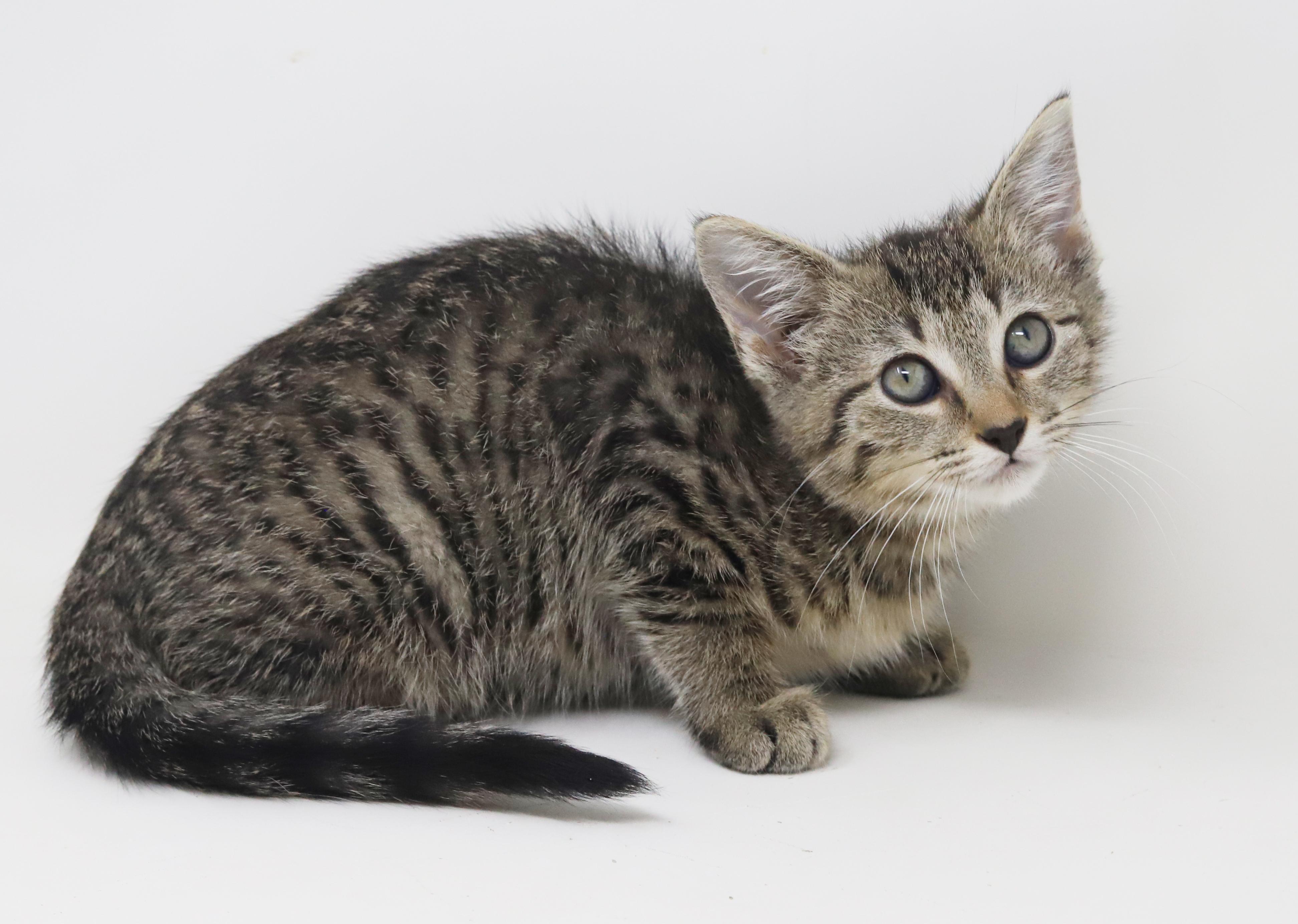 Blossom Is A Polka thumbnail 5