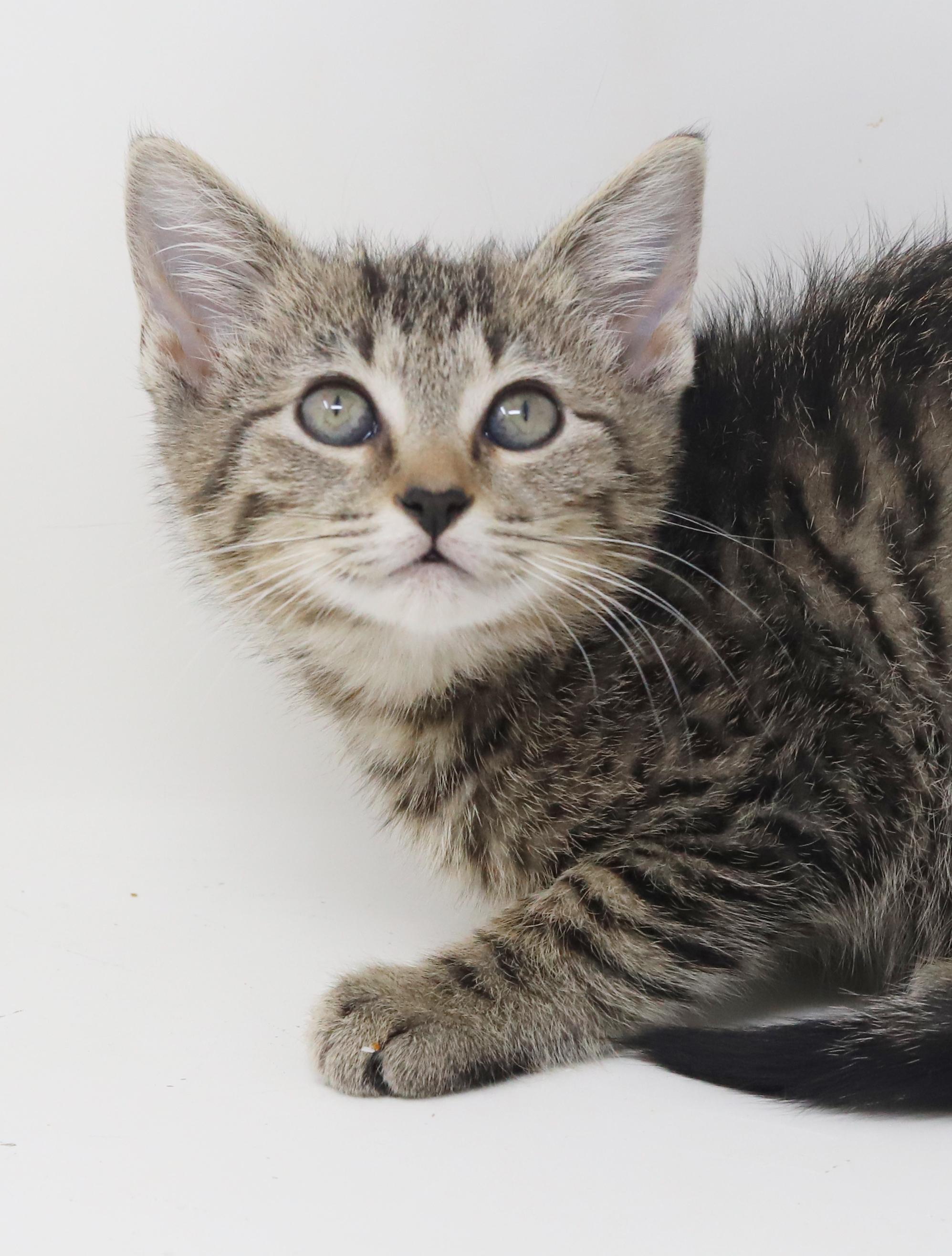 Blossom Is A Polka thumbnail 6