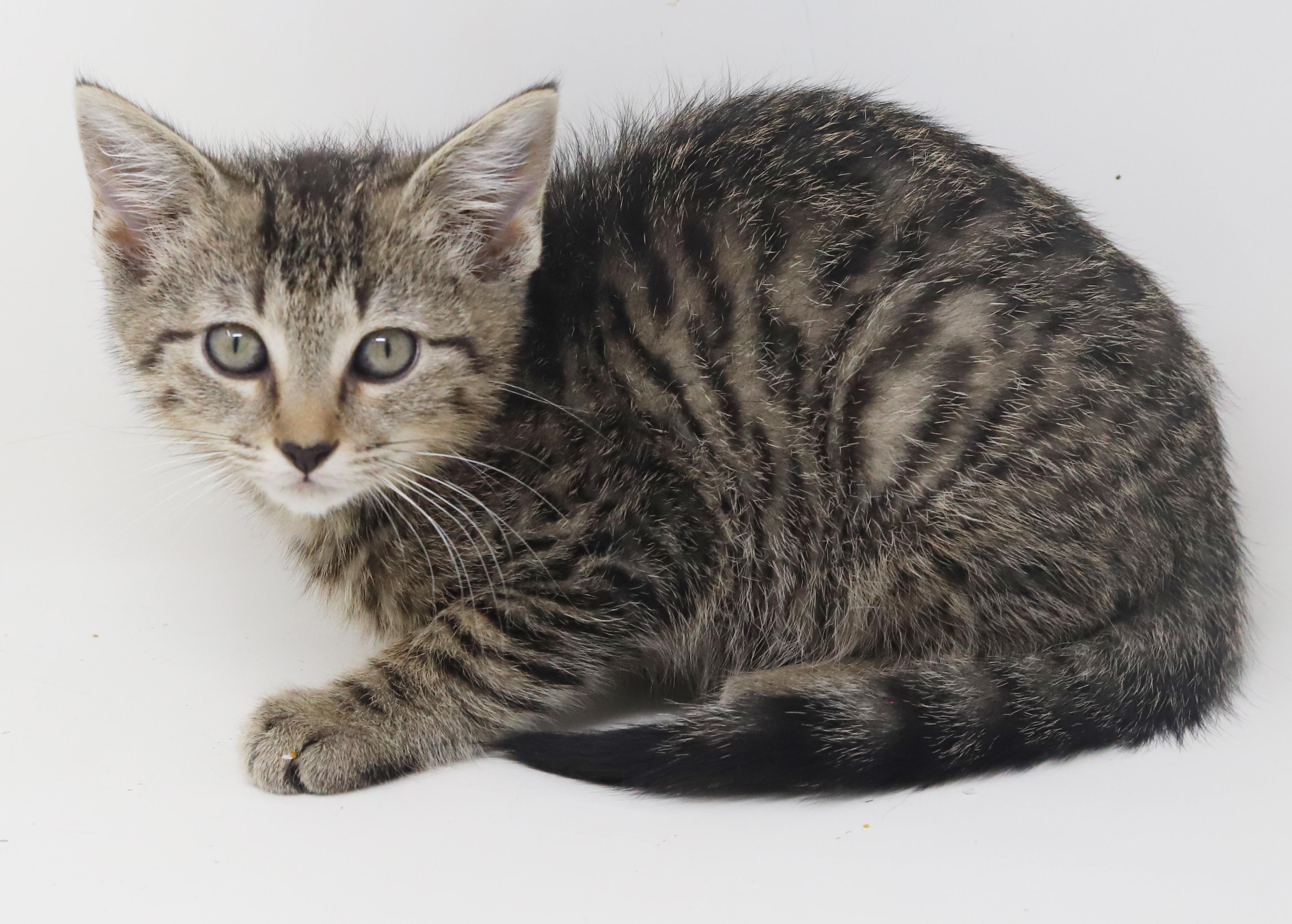 Blossom Is A Polka thumbnail 4