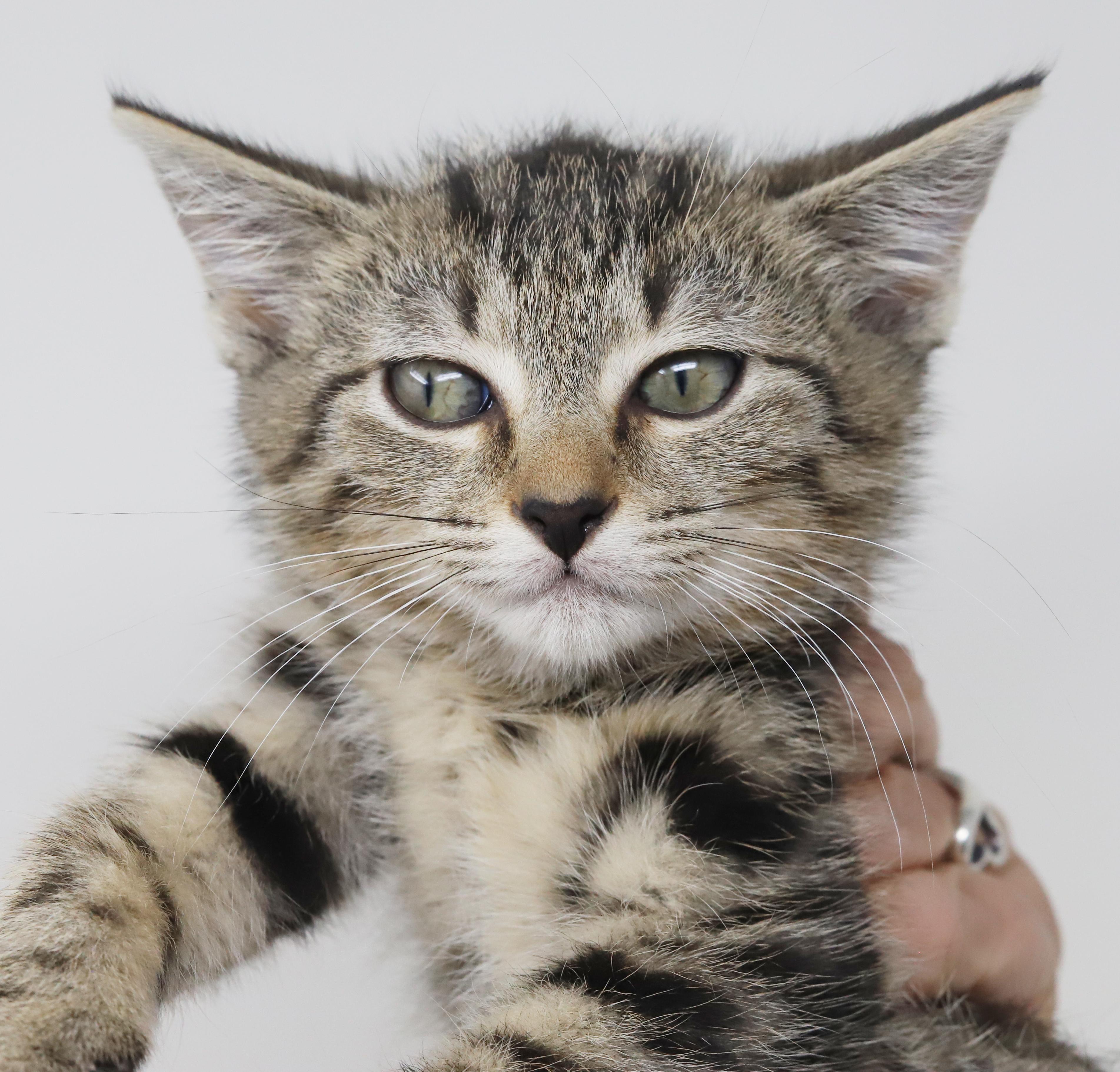 Blossom Is A Polka thumbnail 2