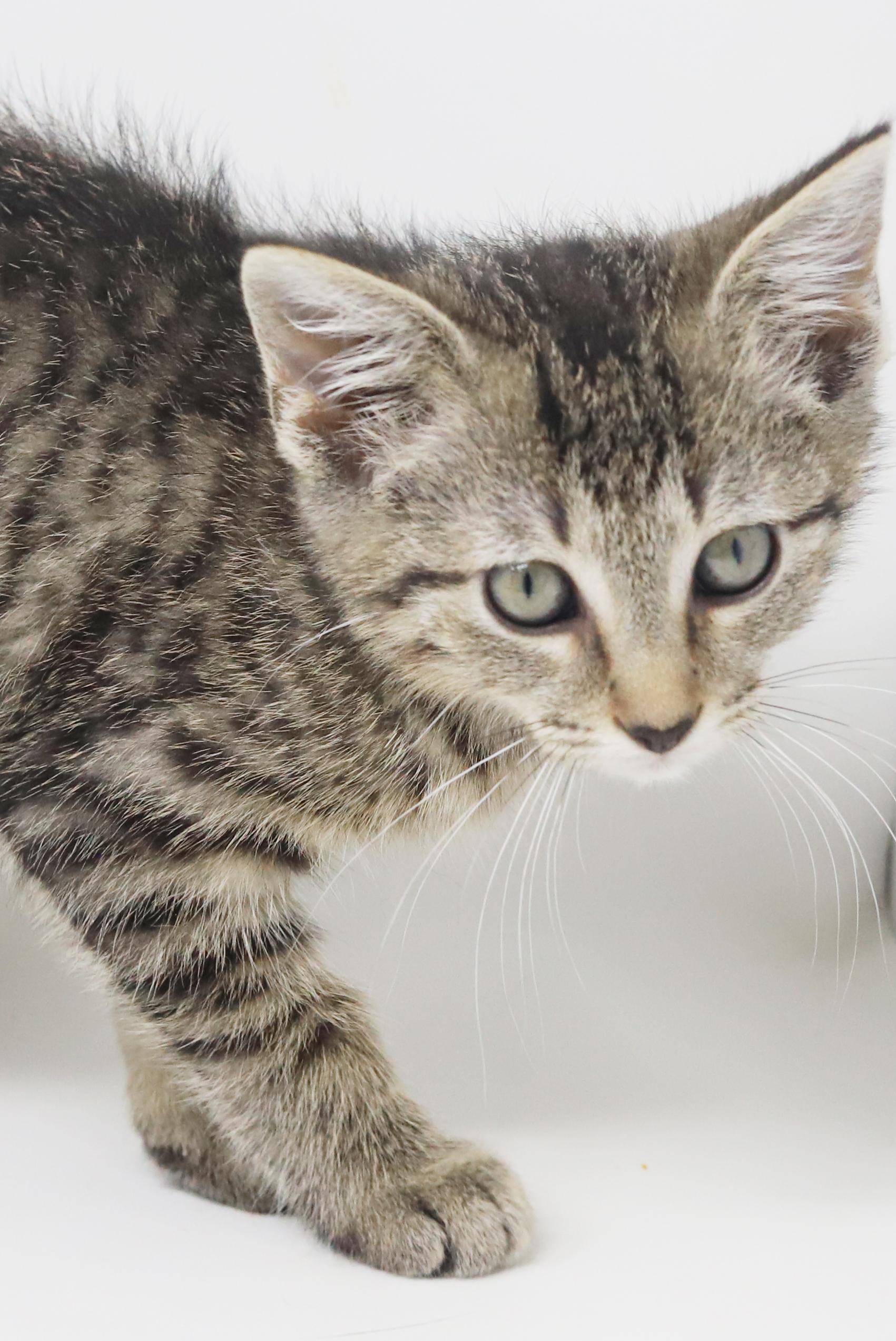 Blossom Is A Polka thumbnail 3