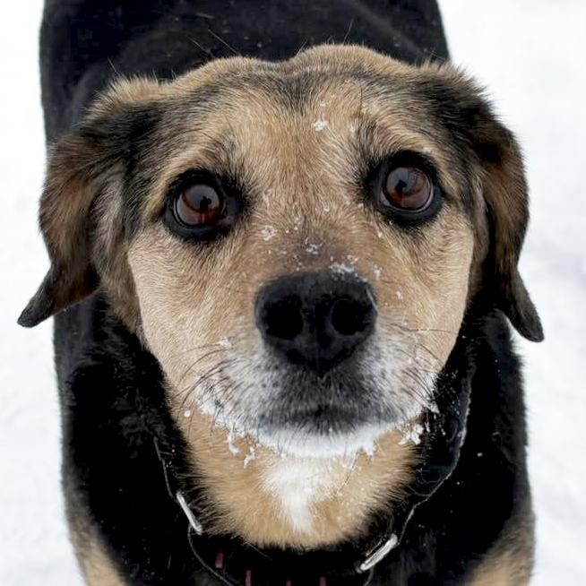 Enlarge Sophie, a ADOPTABLE mixed breed in Olean, NY image 1/1