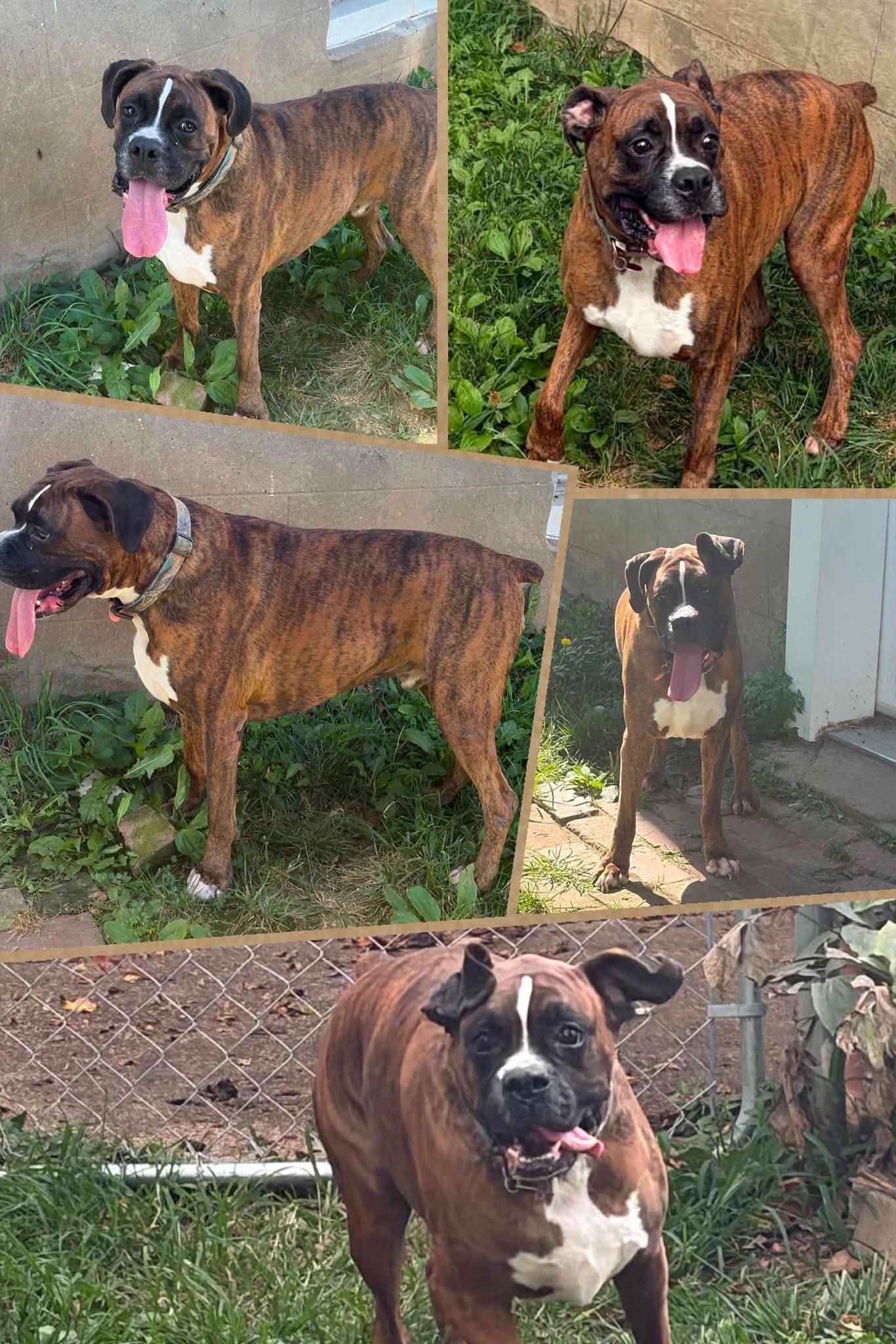 Rusty, ADOPTABLE, Young Male Boxer.