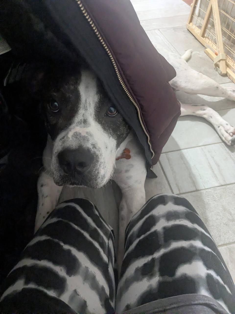 Enlarge Maverick ATTENDING PUPS 4 PAROLE, a Adoptable mixed breed in Springfield, MO image 3/6