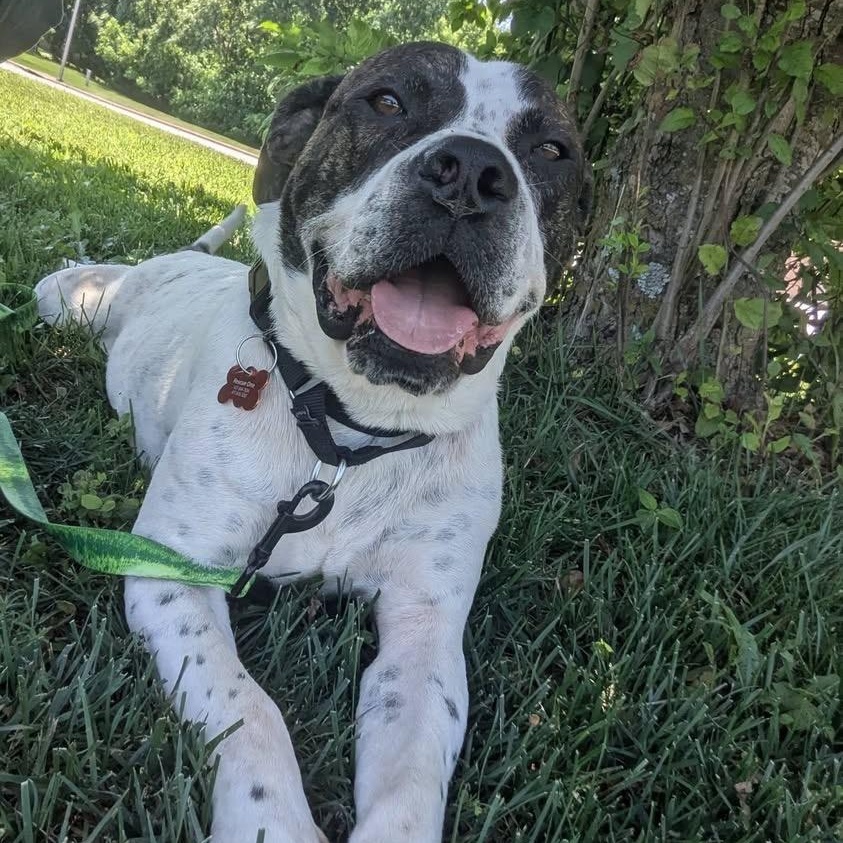 Enlarge Maverick ATTENDING PUPS 4 PAROLE, a Adoptable mixed breed in Springfield, MO image 2/6