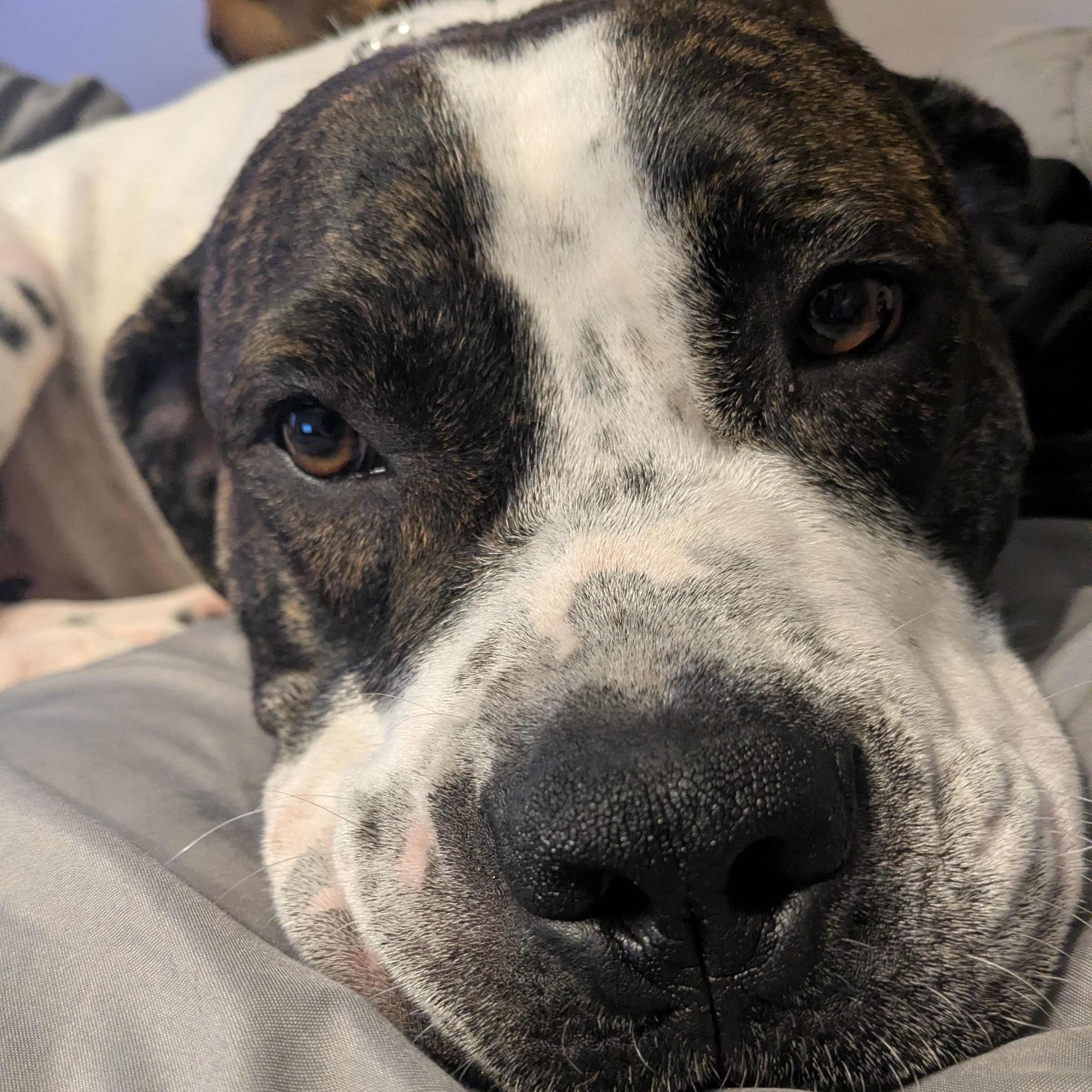 Enlarge Maverick ATTENDING PUPS 4 PAROLE, a Adoptable mixed breed in Springfield, MO image 5/6