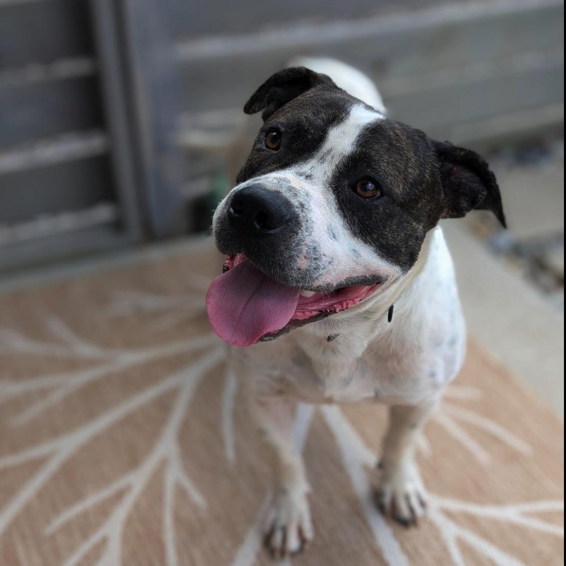 Maverick ATTENDING PUPS 4 PAROLE, Adoptable, Young Male American Bulldog & Mixed Breed.