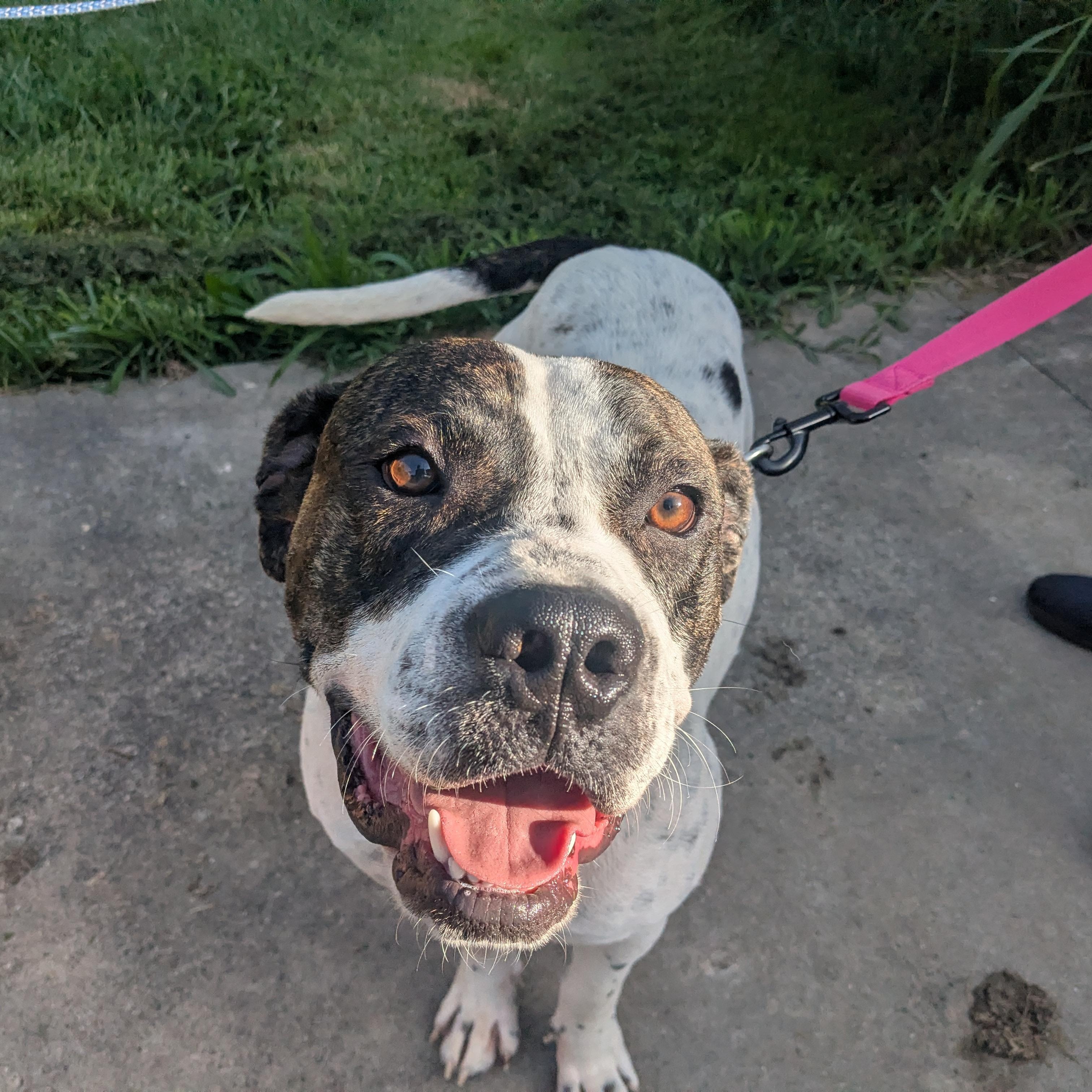 Enlarge Maverick ATTENDING PUPS 4 PAROLE, a Adoptable mixed breed in Springfield, MO image 6/6
