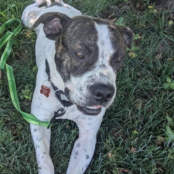Enlarge Maverick ATTENDING PUPS 4 PAROLE, a Adoptable mixed breed in Springfield, MO image 4/6