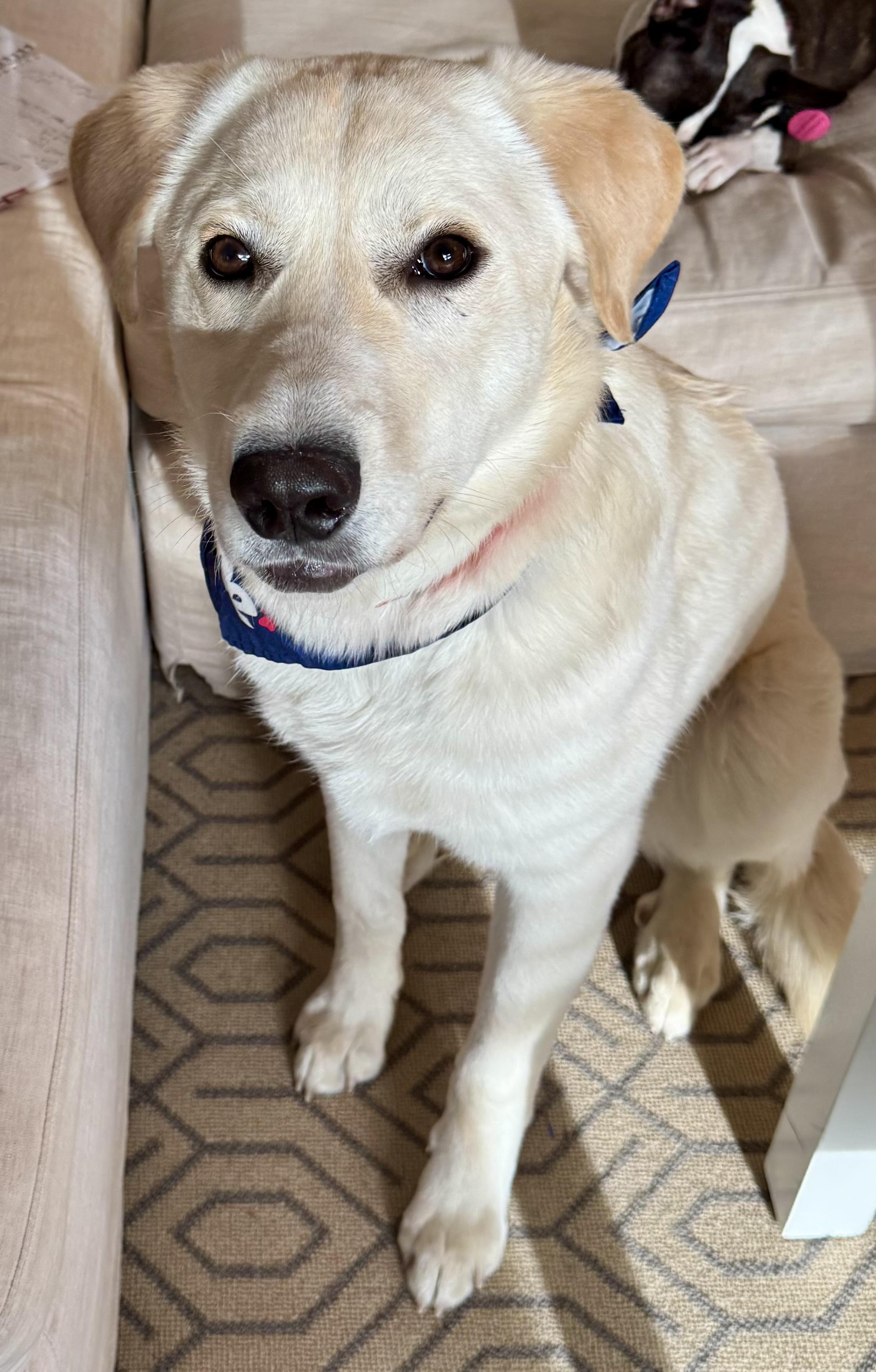 Enlarge Luke, an adopted mixed breed in Milford , CT image 4/5