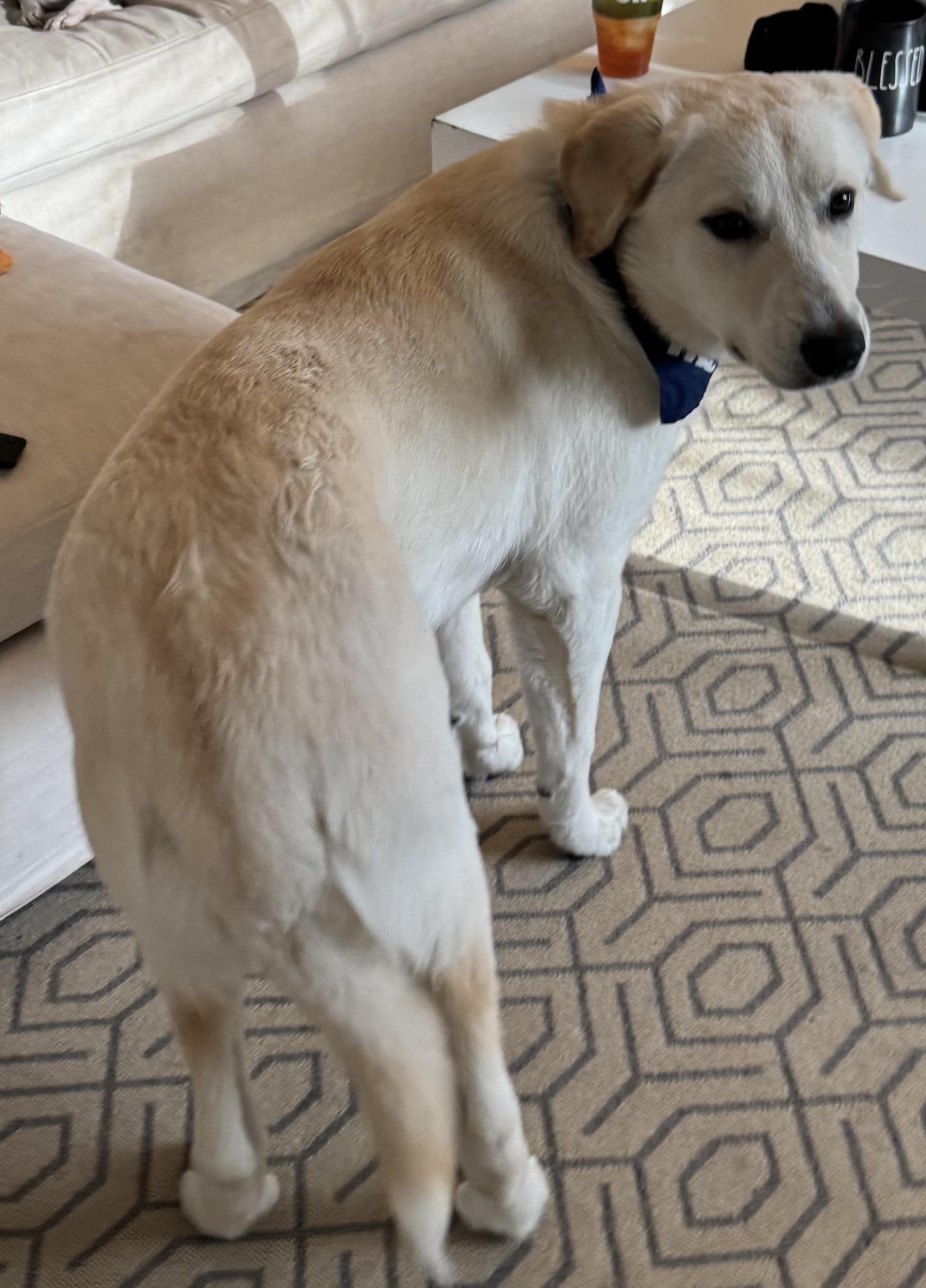 Enlarge Luke, an adopted mixed breed in Milford , CT image 3/5