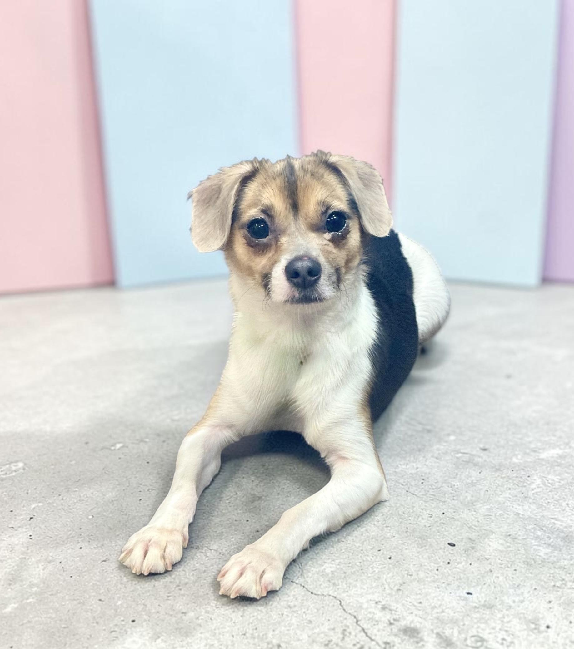Enlarge Ruby, a ADOPTABLE mixed breed in Yonkers, NY image 3/3