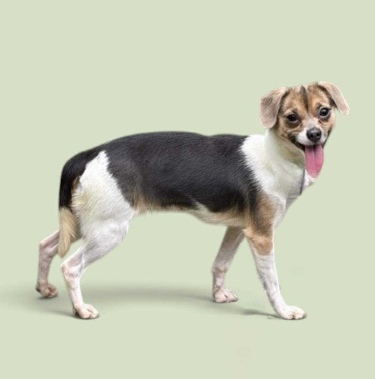 Ruby, ADOPTABLE, Young Female Chihuahua.