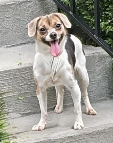 Enlarge Ruby, a ADOPTABLE mixed breed in Yonkers, NY image 2/3