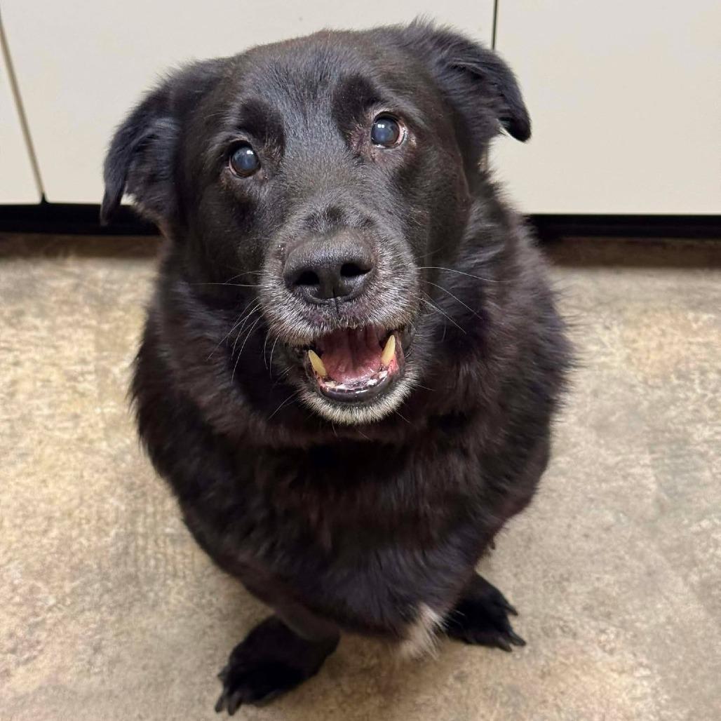 Bear Bear (formerly Devito), Adoptable, Senior Male Border Collie & Basset Hound.